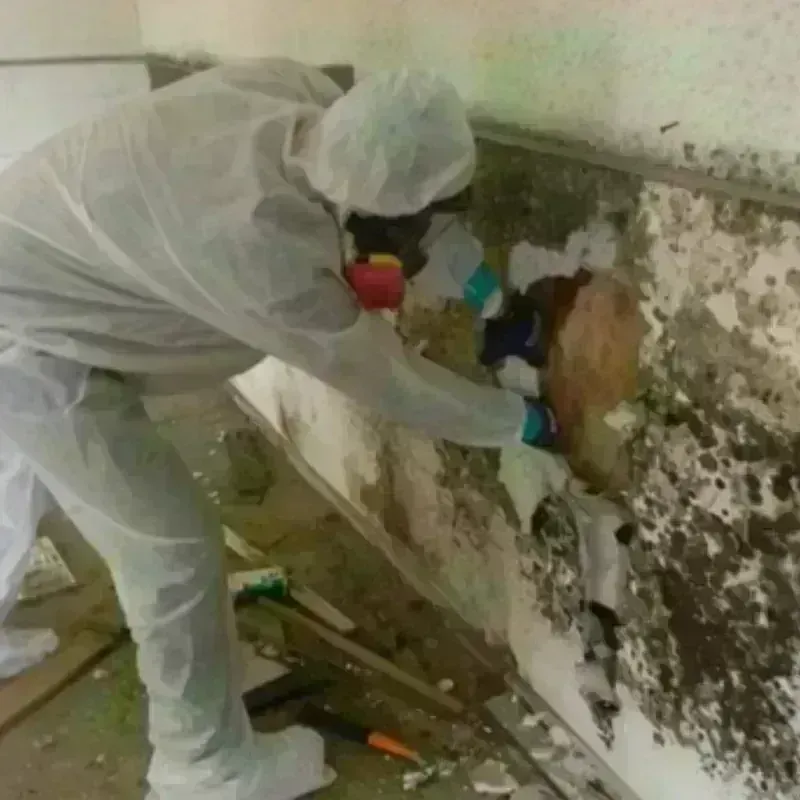 Mold Remediation and Removal in Water Mill, NY